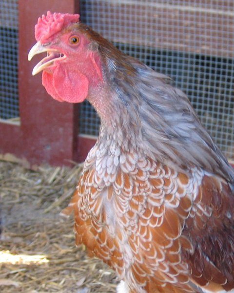 12638_perkins_crowing_-_closeup.jpg