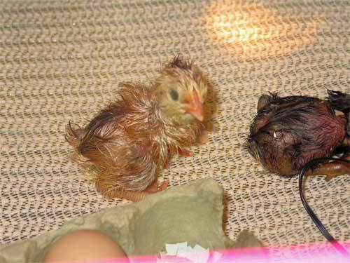 12638_web-ee-baby-n-other-baby.jpg