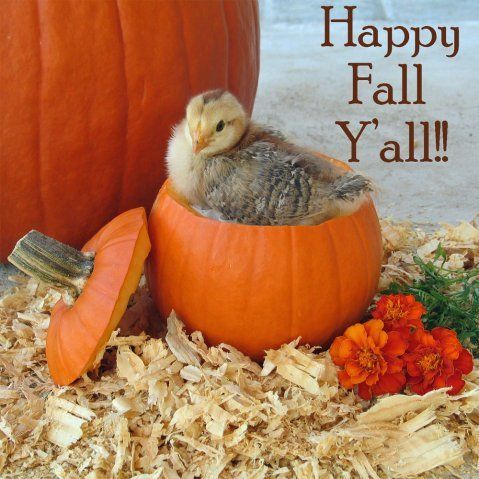 12638_web-ee-pumpkin-text.jpg