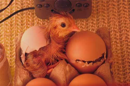12638_web-green-egg-hatch.jpg