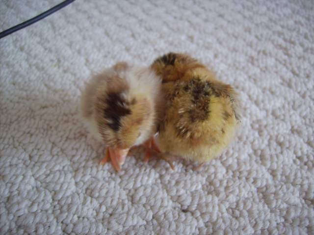 12647_babies_and_chickens_004.jpg