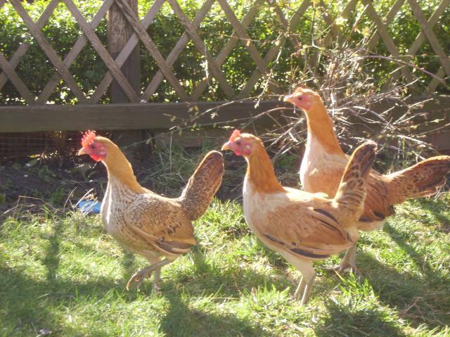 12647_hens.jpg