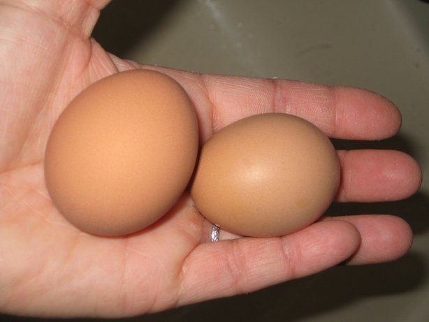 12724_first_eggs_20081116.jpg