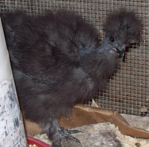 12748_farm_pic_1612_009a.jpg