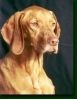 12753_vizsla.jpg