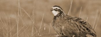 12788_quail.jpg