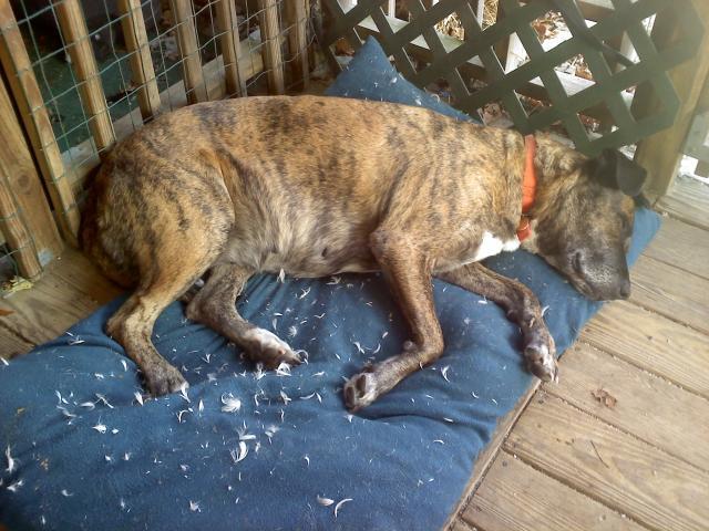 1280_bella_on_her_feather_bed.jpg