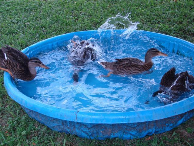 1280_ducks_diving.jpg