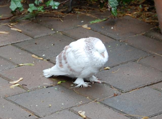 12827_bird.jpg