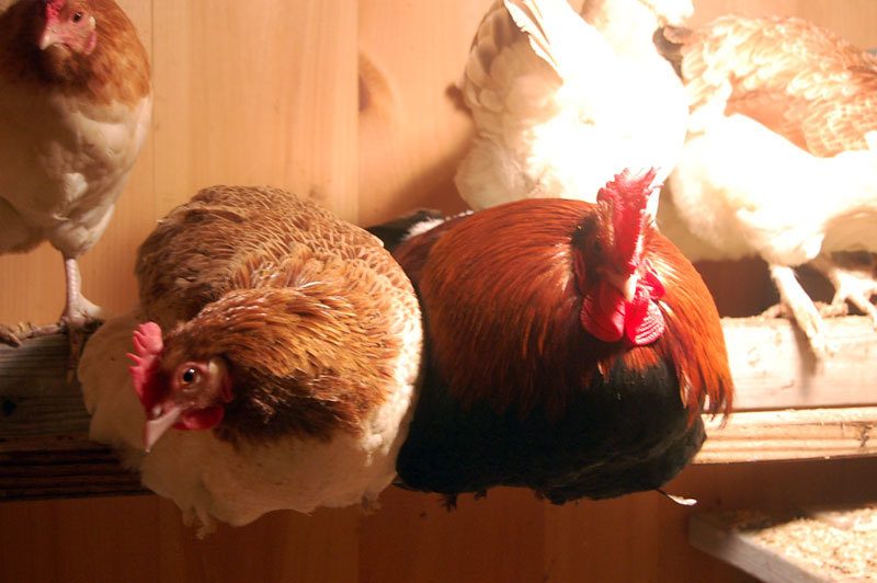 12827_chickenz.jpg