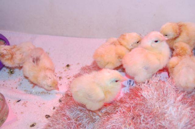 12827_chicks.jpg