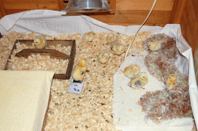 12827_chicks1.png