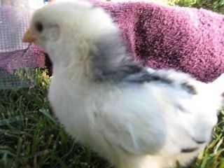 12851_queenie_baby.jpg