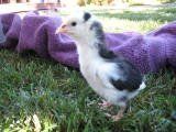 12851_unk_chicken_type.jpg