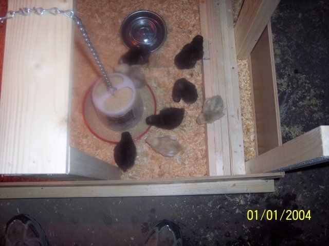 12855_chicks-2.jpg