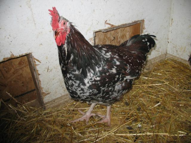 12868_speckled_sussex_in_sep_09_001.jpg