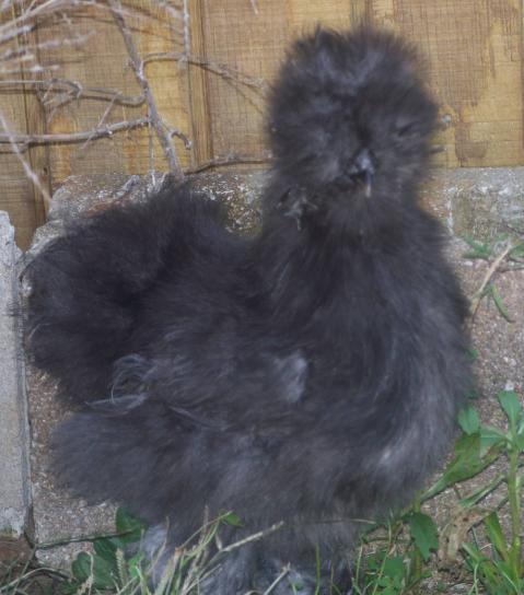 12879_bluepullet.jpg