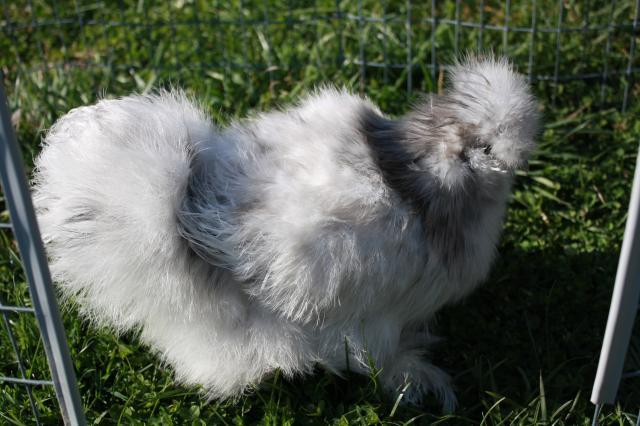 12879_catdance_silkie_hatches_003.jpg