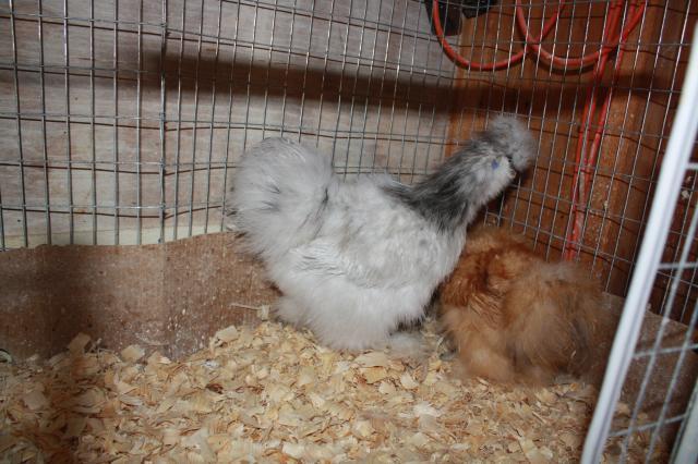 12879_catdance_silkie_hatches_008.jpg