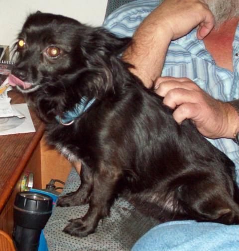 12879_louie.jpg