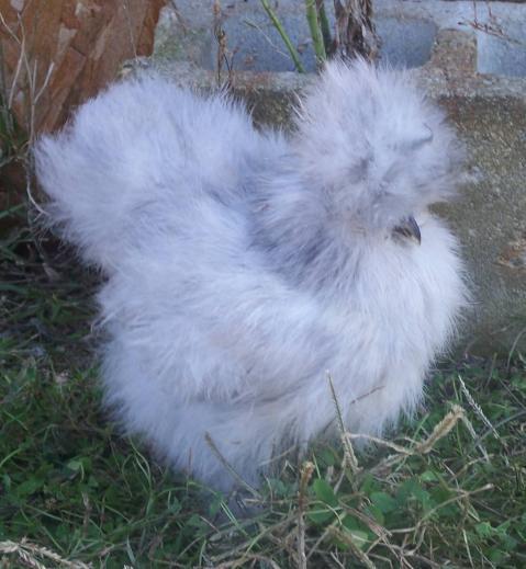 12879_splashpullet2.jpg