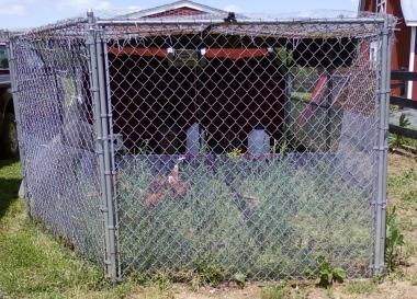 12913_chicken_coop_run.jpg