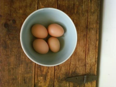 12913_first_tiny_eggs_-_bovans_2009.jpg