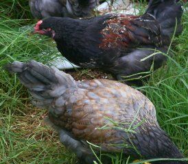 12939_chick_pics_070.jpg