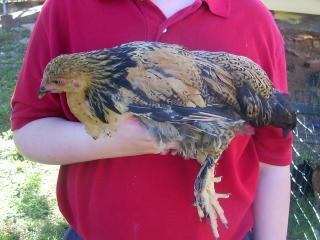 12939_chickspips_002.jpg