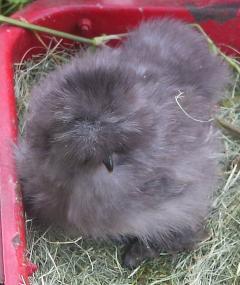 12939_chickspips_010.jpg