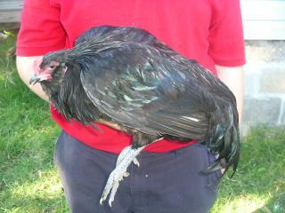 12939_chickspips_014.jpg