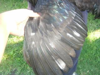 12939_chickspips_015.jpg