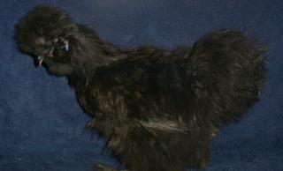 12939_crestedhorizonsilkie_002.jpg
