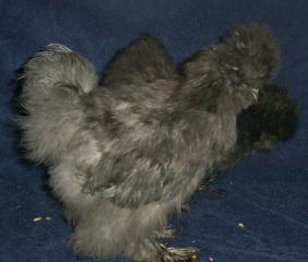 12939_crestedhorizonsilkie_014.jpg