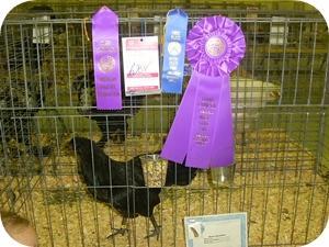 12939_interstatefairrodeo_002.jpg