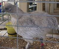 12939_mgcountyfair09_012.jpg