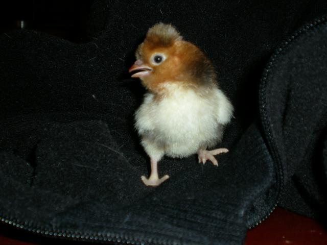 12944_unknown3.jpg