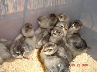 12982_chicks_april_2010_016_31.jpg