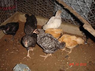 12982_chicks_april_2010_016_4.jpg