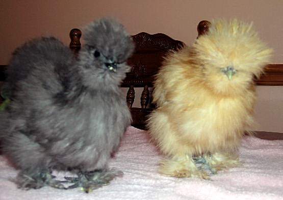 12_blue_and_buff_silkie_003.jpg