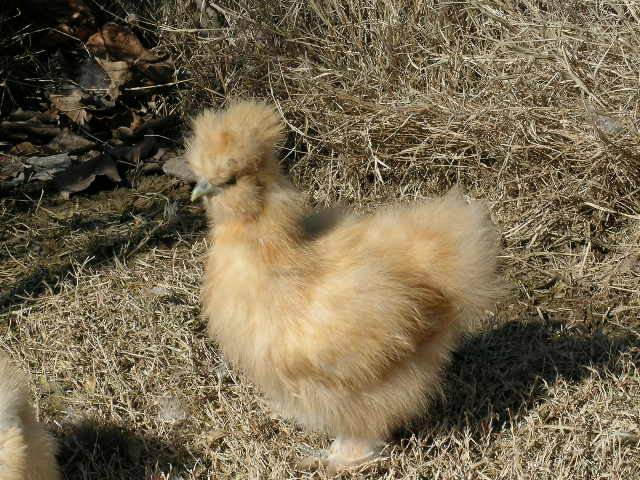 12_december_chicks_at_7_weeks_old_020.jpg