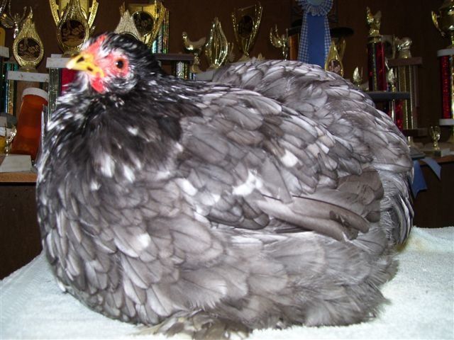 12_mottled_cochin_hen.jpg