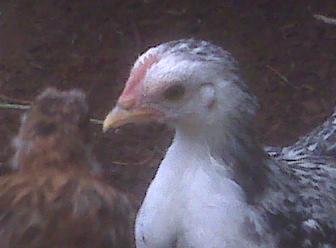 13002_male2.jpg