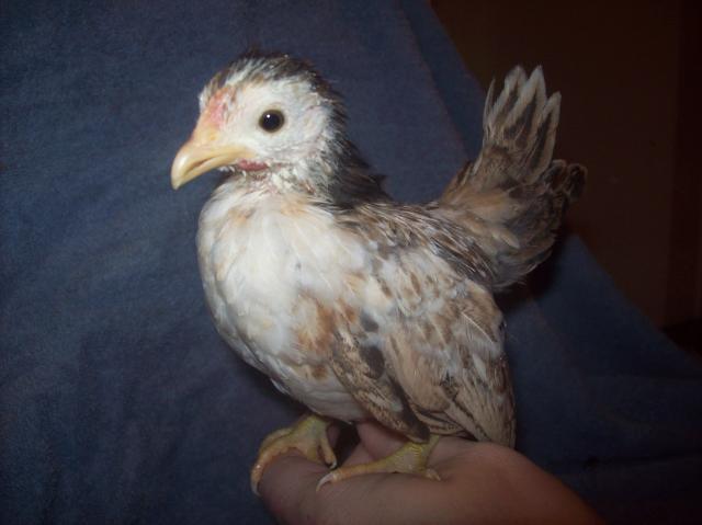 13013_hen_2_2.jpg