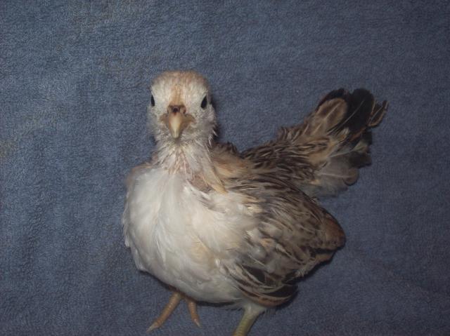 13013_hen_3.jpg