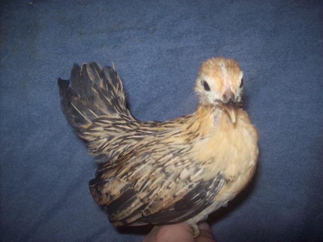 13013_hen_4.jpg