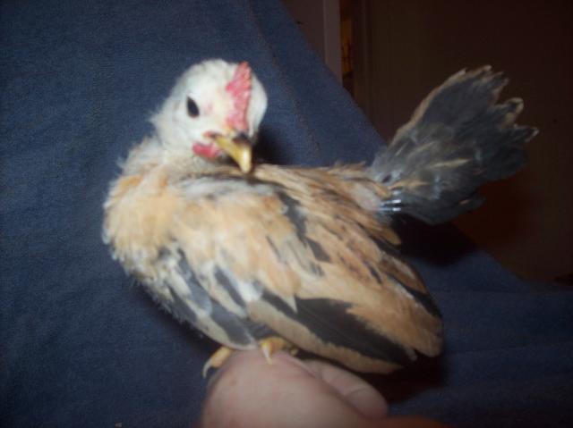 13013_roo_1.jpg