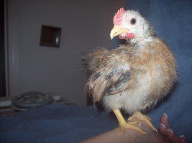 13013_roo_2.jpg