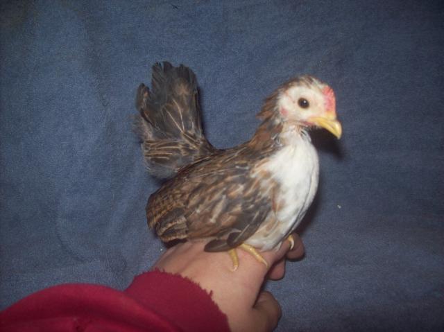 13013_roo_3.jpg