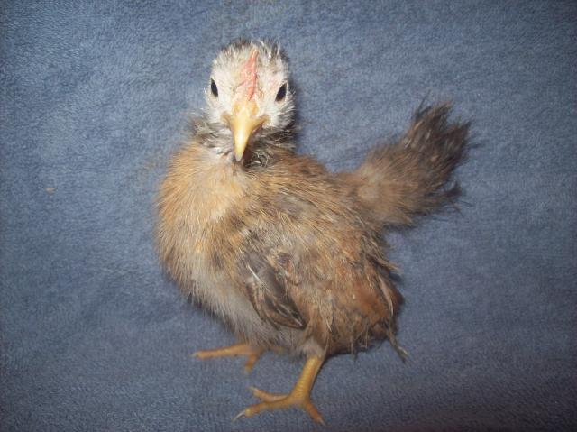 13013_roo_4_ok_silkied.jpg
